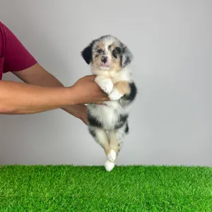 Australian Shepherd - Tamy