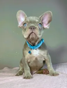 Buldog francuski - Enzo