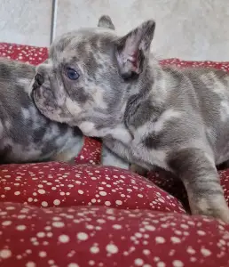 French Bulldog - French Bulldog Lilac Merle Tan Boy