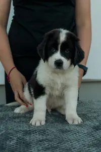 Landseer - Aslan