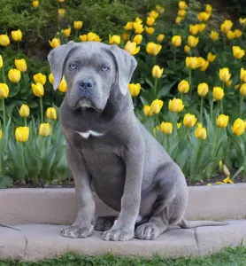 Cane corso - Ralph