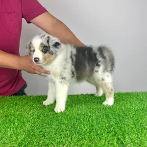 Australian Shepherd - Tabata