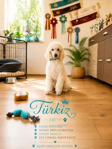 Óriás uszkár - Türkiz