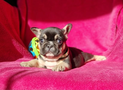 French Bulldog - Negro