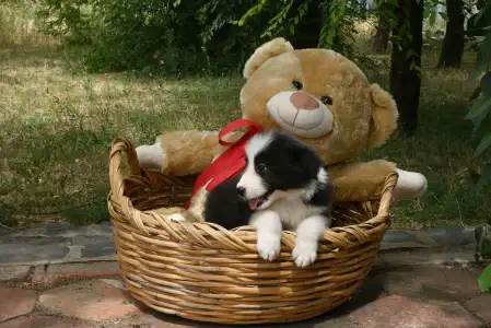 Border Collie - Dazzling Borders Brilliant Dream
