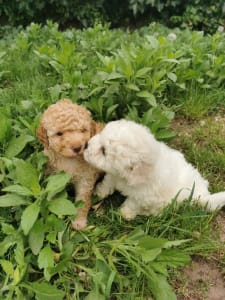 Lagotto Romanjolo - Xino