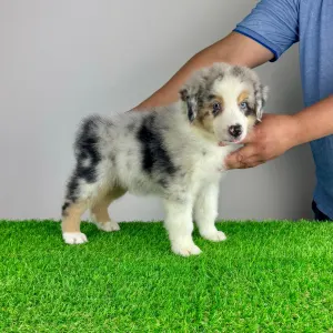 Australian Shepherd - Vondo