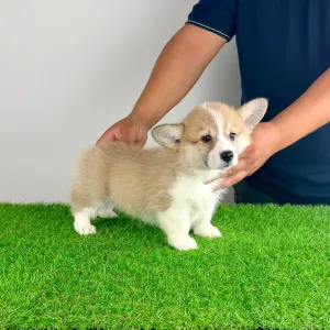 Corgi galez Pembroke - Dini