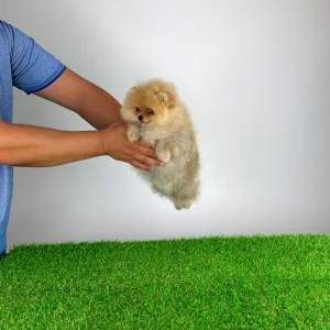 Pomeranian - Diamond