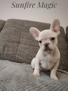 French Bulldog - Magic