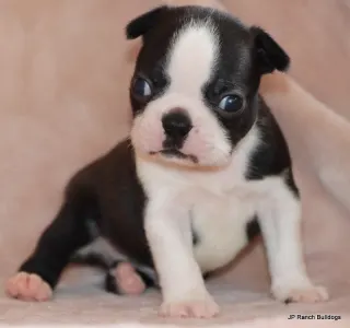 Boston Terrier - Duke On Hold