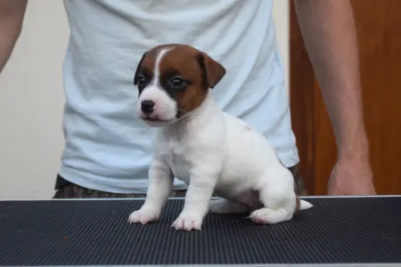 Jack Russell Terrier - Xyra