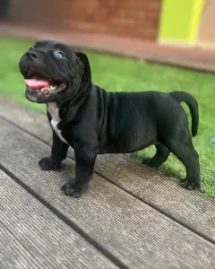 l'American Bully - Standard - Buffy