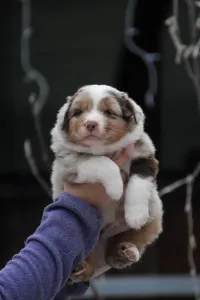 Miniature American Shepherd - Winstead One More Heart For The Ranch