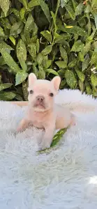 French Bulldog - Dom