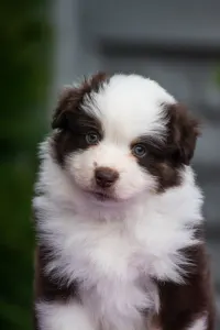 Miniature American Shepherd - Winstead Hottie Valentine