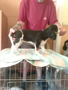 Cavalier King Charles Spaniel - Ariel