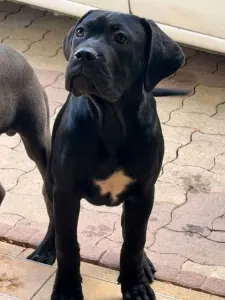 Cane Corso Italiano - Teresa