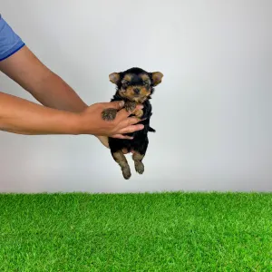 Yorkshire Terrier - Zico