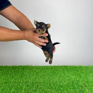 Yorkshire Terrier - Emio