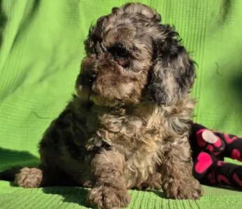 Cavapoo - Monk