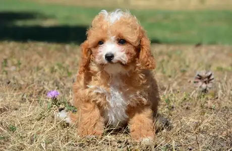 Cavapoo - Ronnie( Toy Size)