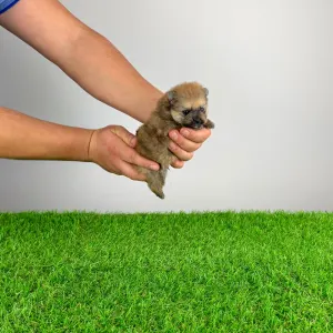 German Pomeranian Spitz - Quero