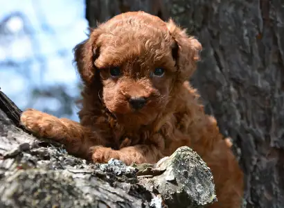 Caniche Toy - Lejla