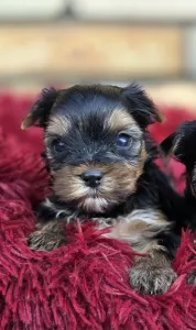 Yorkshire Terrier - Happy Day