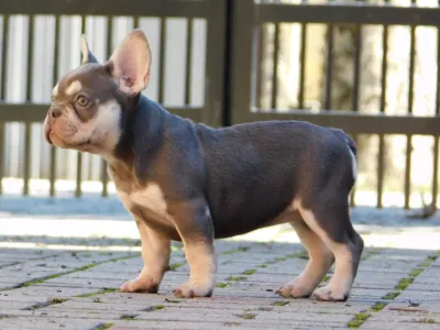 French Bulldog - Emily