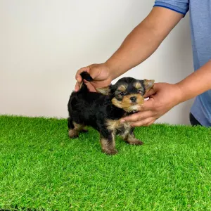 Yorkshire Terrier - Ziggy