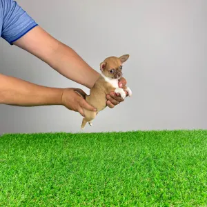 Chihuahua - Hidra