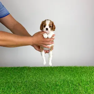 Cavalier King Charles Spaniel - Vinta