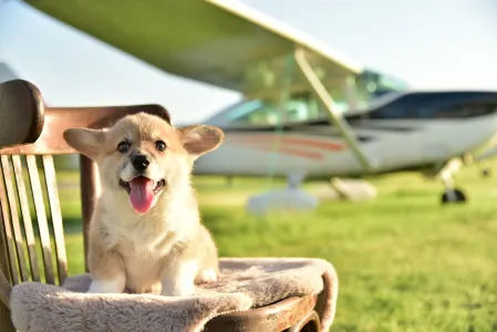 Welsh Corgi Pembroke - Gingers Heritage Duke Skyborne