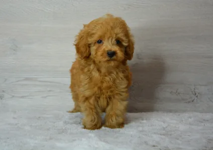 Poodle Miniature - Riven