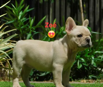 French Bulldog - Zoé 
