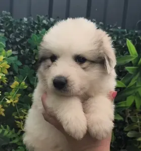 Pyrenean Mountain Dog - Candybelldream Elza