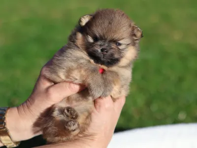 German Pomeranian Spitz - Mona๐ฉท