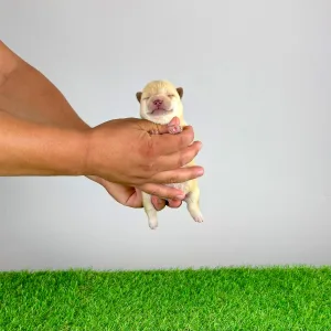 Shiba inu - Yuki