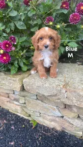 Cavapoo - Blue