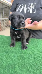 Cane Corso - Eros
