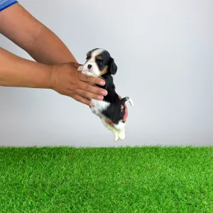 Cavalier King Charles Spaniel - Shiraz