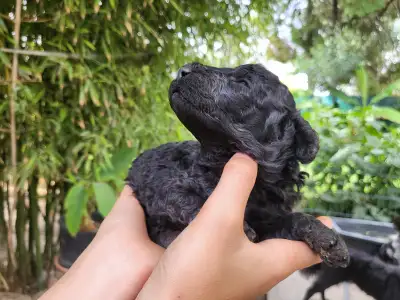 Poodle Medium - Apollo