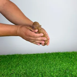 Caniche Toy - Crissie