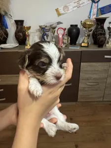 Yorkshire Terrier - Full Of Heart J-dzsan Divit