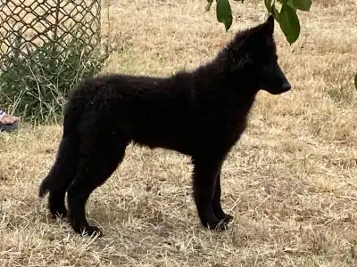 Belgian Shepherd Dog - Gerőcsvári Freddie