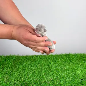 Чихуахуа - Franziska