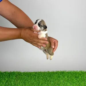 Welsh Corgi Pembroke - Dazzler