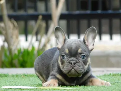 Bulldog francese - Max