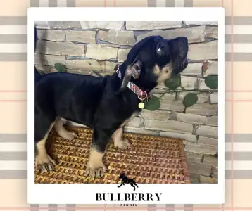 Amerikai Bully - Standard - Silvanberry